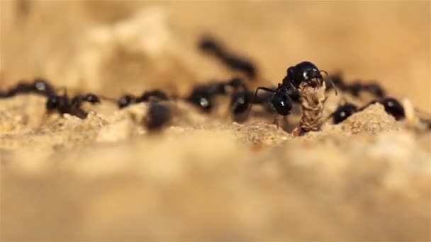 Mrówki Rozpraszające Się Próbujące Zbierać Gałązki Pustynia Judejska Strzał Makro — Wideo stockowe