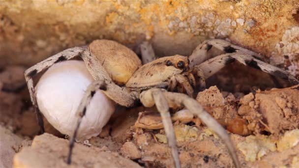 Wolf Spider Egg Sack Rock Gros Plan Désert Judée Israël — Video