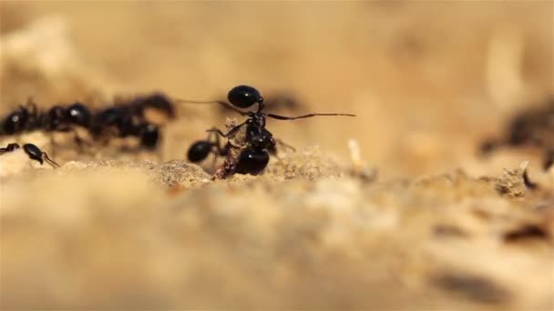 Ants Scattering Trying Pick Twigs Judean Desert Israelmacro Shot Judean — Stock Video