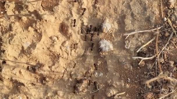 Муравьи Вместе Ищут Семена Пустыне Близко Иудейская Пустыня Израиль — стоковое видео