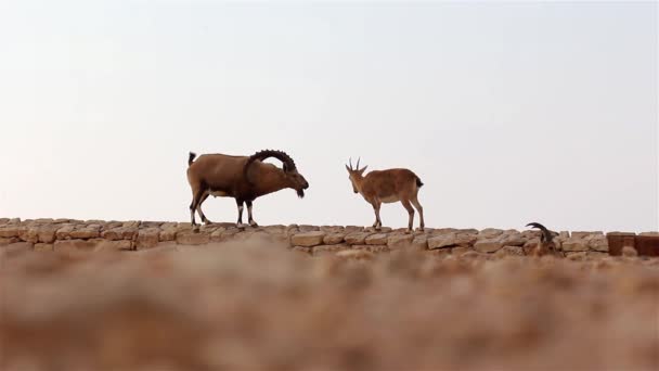 Ibex Male Female Courting Desert Israelsteady Shot Judean Desert Israel — Stock Video