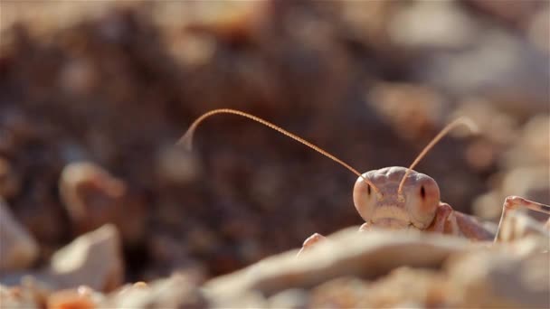 Desert Praying Mantis Antennes Shake Windclose Shot Negev Desert Israël — Stockvideo