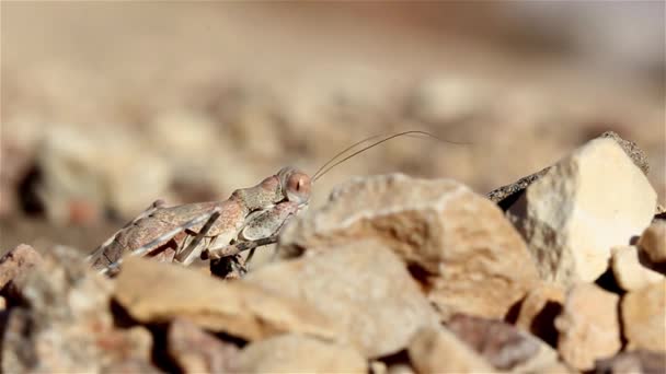 Desert Praying Mantis Antenleri Rüzgarda Sallanıyor Yakın Çekim Negev Çölü — Stok video