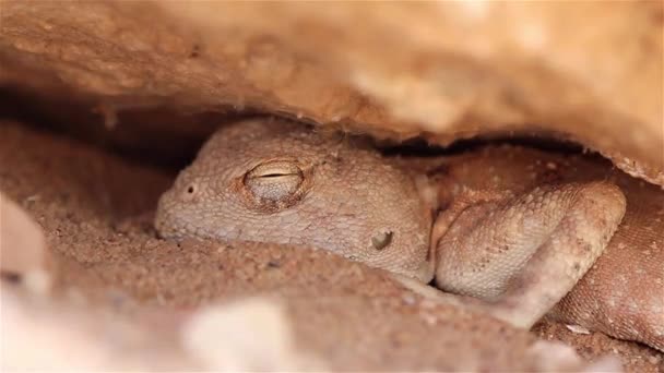 Ящерица Пустыни Агама Покоится Тени Камнем Крупный План Иудейская Пустыня — стоковое видео