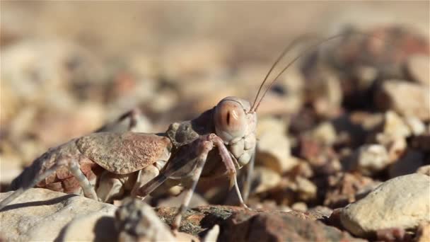 Desert Praying Mantis Antennes Shake Windclose Shot Negev Desert Israël — Stockvideo
