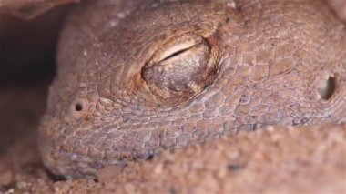 Çöl Agama Kertenkelesi kayanın altında dinleniyor. Yakın çekim, Judean Çölü, İsrail