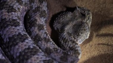 Boynuzlu Çöl Yılanı Sürünüyor ve uyarı işareti olarak hareket ediyor Yakın çekim, Negev Çölü, İsrail