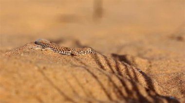 Benekli Çöl Kertenkelesi Sand DuneClose, Negev Çölü, İsrail
