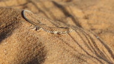 Benekli Çöl Kertenkelesi Sand DuneClose, Negev Çölü, İsrail
