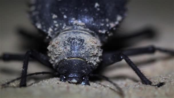 Dung Beetle Enfiando Cabeça Areia Closeup Shot Judean Desert Israel — Vídeo de Stock
