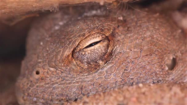 Desert Agama Lizard Descansa Sombra Sob Rockclose Shot Judean Desert — Vídeo de Stock