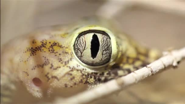 Desert Gecko Lizard Pupille Des Yeux Déplaçant Fermant Macro Shot — Video