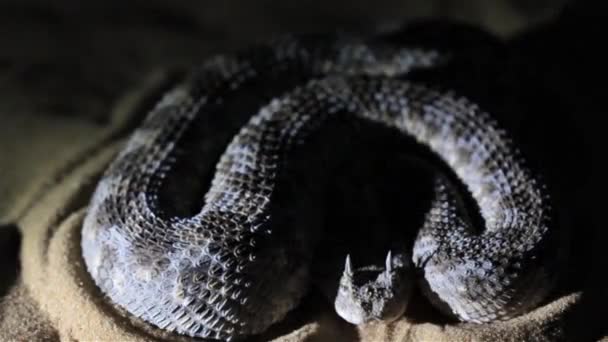 Horned Desert Viper Slithering Moving Warning Signclose Shot Pustynia Negev — Wideo stockowe