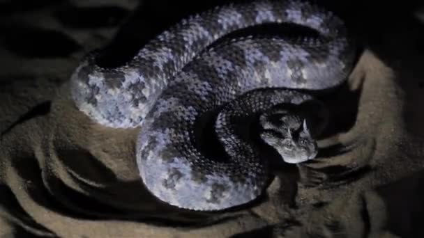 Rohatý Pouštní Viper Slithering Moving Warning Signclose Shot Negev Desert — Stock video