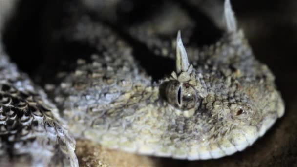 Boynuzlu Çöl Yılanı Uyarı Işareti Olarak Dilini Şaklatıyor Yakın Çekim — Stok video