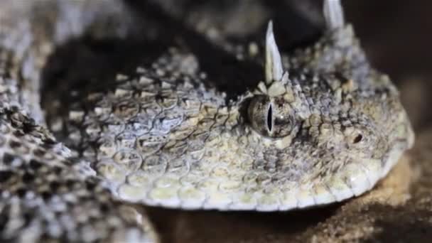 Gehoornde Woestijn Viper Die Met Zijn Tong Knippert Als Waarschuwingsbord — Stockvideo