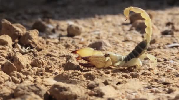 Yellow Scorpion Attacking Desertclose Shot Negev Desert Israel — Stock Video