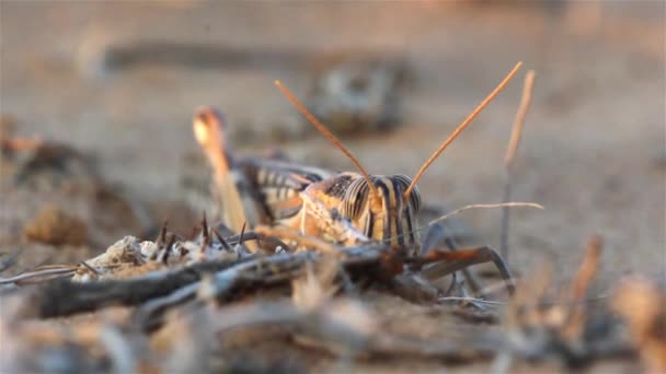 Yerdeki Renkli Çekirge Çekirgesi Yakın Çekim Negev Çölü Srail — Stok video