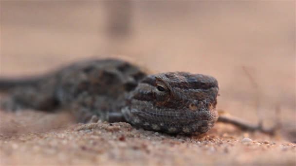 Zeldzame Desert Agama Lizard Bij Zonsondergang Woestijnclose Shot Negev Desert — Stockvideo