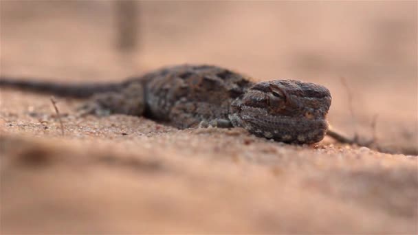 Zeldzame Desert Agama Lizard Bij Zonsondergang Woestijnclose Shot Negev Desert — Stockvideo