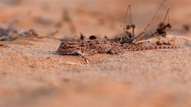 Sällsynta Desert Agama Lizard Vid Solnedgången Ökennärbild Skott Negev Desert — Stockvideo