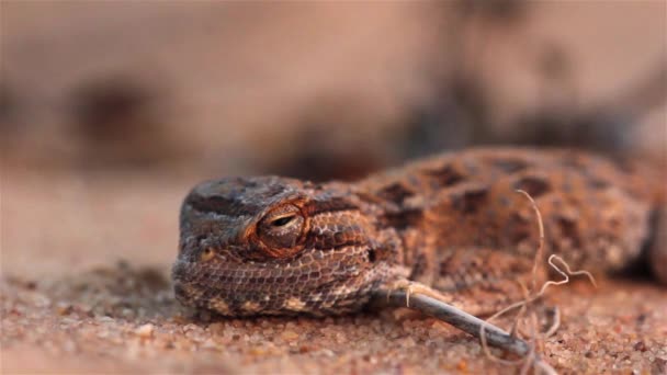 Seltene Wüsten Agama Eidechse Bei Sonnenuntergang Der Wüstenahaufnahme Negev Wüste — Stockvideo