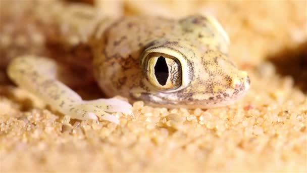 Öken Gecko Ödla Öga Elev Förskjutning Och Stängningmakro Skott Negev — Stockvideo