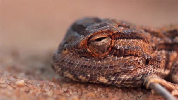 Rare Desert Agama Lizard Sunset Desertclose Shot Negev Desert Israel — Vídeo de Stock