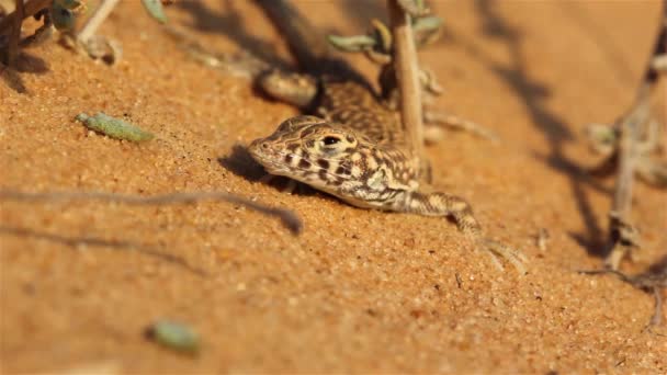 Gefleckte Wüstenechse Sandstürmenahaufnahme Negev Wüste Israel — Stockvideo