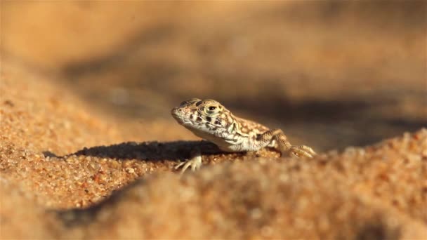 Zauważono Pustynną Jaszczurkę Podczas Burzy Piaskowejclose Upshot Pustynia Negev Izrael — Wideo stockowe