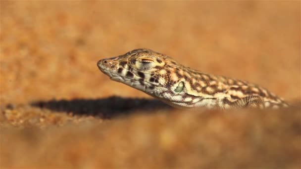 Spotted Desert Lizard Sand Duneclose Upshot Negev Desert Israel — Stockvideo