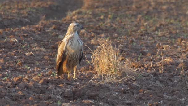 Long Legged Buzzard Adult Field Israelmedium Shot Long Legged Buzzard — Stock Video