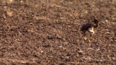 Uzun bacaklı şahin sahaya indi, İsrail 'de uzun bacaklı şahin, Judea Ovası, İsrail