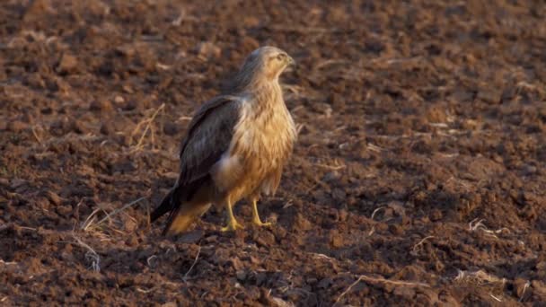 Buzzard Pernas Compridas Adulto Campo Israelmedium Shot Long Legged Buzzard — Vídeo de Stock