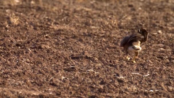 Buitre Patas Largas Adulto Aterrizaje Campo Israeltiro Medio Buitre Patas — Vídeo de stock