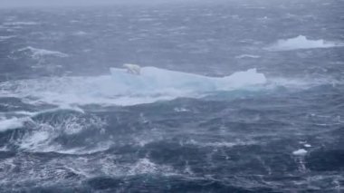 Kutup Ayısı, Fırtınalı Deniz 'de buzdağının üzerinde duruyor, Svalbard Kuzey Kutup Ayısı Karadan Uzakta Küçük Buz Parçasının üzerinde duruyor, Küresel ısınma, eriyen buzullar, çevreyi koruyor 