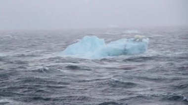 Kutup Ayısı, Fırtınalı Deniz 'de buzdağının üzerinde duruyor, Svalbard Kuzey Kutup Ayısı Karadan Uzakta Küçük Buz Parçasının üzerinde duruyor, Küresel ısınma, eriyen buzullar, çevreyi koruyor 