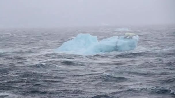 Niedźwiedź Polarny Stojący Górze Lodowej Wzburzonym Morzu Svalbard North Poleniedźwiedź — Wideo stockowe