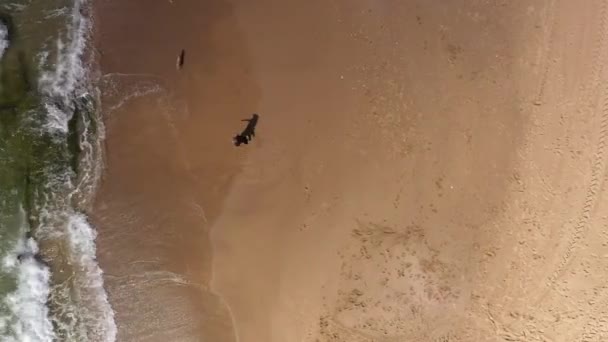 People Dogs Playing Beach Aerial Viewdrone Pohled Shora Dolů Vlnami — Stock video
