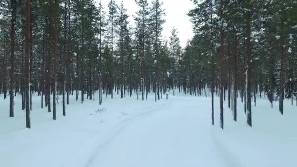 Straight Road Snow Pine Forest Aerial Viewdrone View Forest Straight — Stock video
