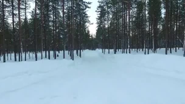 Straight Road Snow Pine Forest Aerial Viewdrone View Forest Straight — Stock video