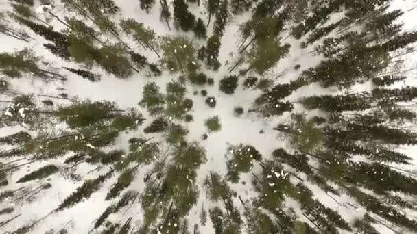 Lapland Pine Floresta Visão Aérea Drone Sobre Pinhal Floresta Neve — Vídeo de Stock