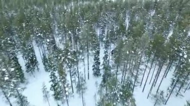 Kara minibüs karla ormanda ilerliyor, Laponya 'dan gelen hava görüntülü hava aracı siyah arabayı takip ediyor, kuzey Finaland