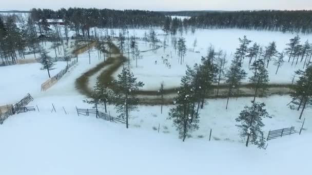 Flygfoto Över Renhjordar Snöiga Lappland Och Skogsutsikt Över Renar Lappland — Stockvideo