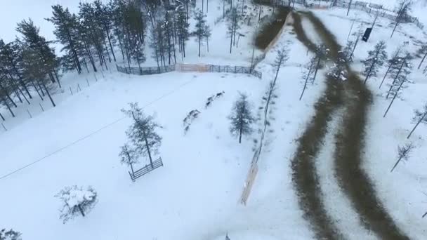 Widok Lotu Ptaka Stado Reniferów Zaśnieżonej Laponii Leśny Widok Farmę — Wideo stockowe