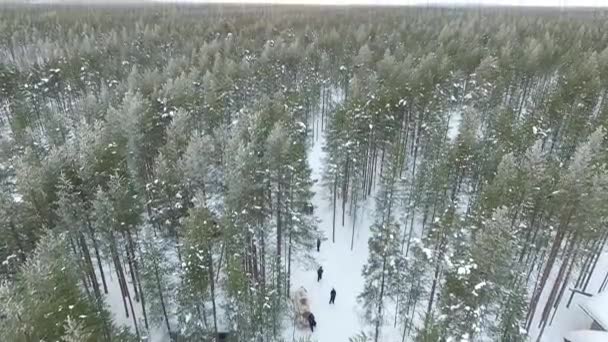 Grupp Människor Som Vandrar Skogen Med Snö Flygfoto Över Expedition — Stockvideo