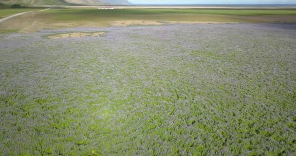 Vista Aerea Campo Alaskan Nootka Lupinedrone Vista Campo Alaskan Nootka — Video Stock