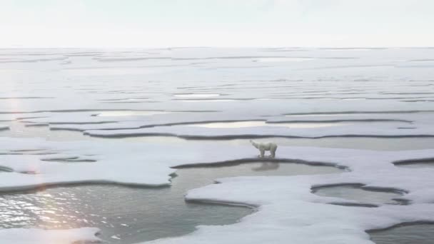Niedźwiedź Polarny Stojący Topniejącym Lodzie Svalbard North Polewidok Lotu Ptaka — Wideo stockowe