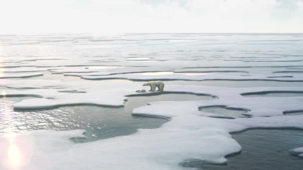 Urso Polar Mãe Seu Bebê Doente Mar Gelo Ártico Svalbardaquecimento — Vídeo de Stock