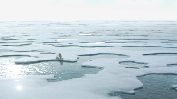 지역인 빙하녹아내리는 보호등을 배경으로 북극곰 — 비디오